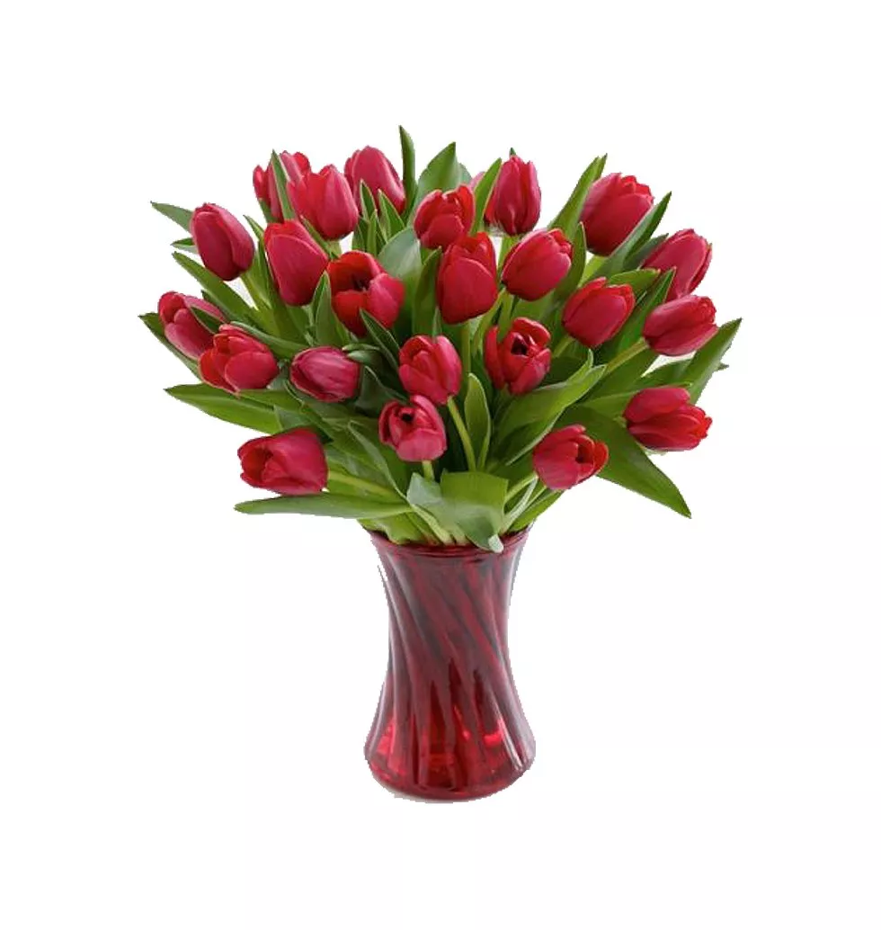 Outstanding Red Tulip